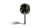 Realistic HD Canary Island date palm (25/40)