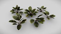 Peacock Plant