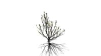 Realistic HD Rosemary willow (76/99)