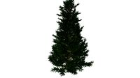 Fraser Fir Tree #02