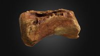 cf. Sigilmassasaurus Vertebra Centrum