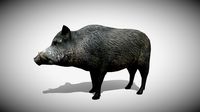 Medhue Boar