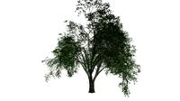 American Elm Tree #02