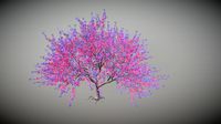 Jacaranda Tree