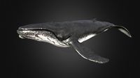 Humpback Whale