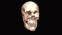 Human Skull Highpoly mesh bone atatomy