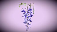 Wisteria flower