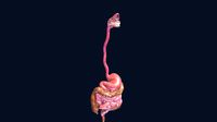 Digestive System + Teeth + Tongue
