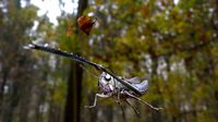 Samurai grasshopper