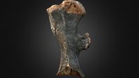 Woolly Rhino Femur