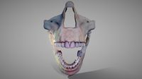 Oro-Facial anatomy (Animated)