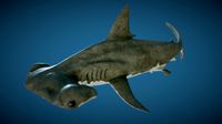 Hammerhead Shark |Game Ready|