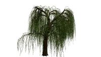Weeping Willow Tree #10