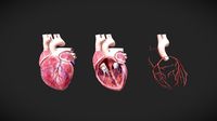 Heart Anatomy