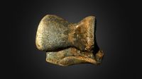 Woolly Rhino Astragalus