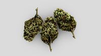 Cannabis Bud - Lemon Haze - Scan -VR/AR Ready