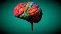 Human Brain