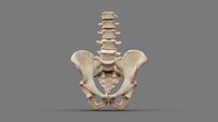 Sacrum with 6 Segments