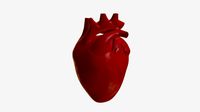 Anatomy - Human Heart