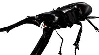 Prosopocoilus giraffa
