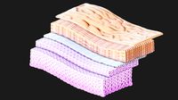 Epidermis Cross Section