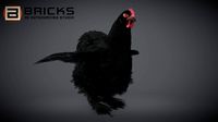 Poule Cochin