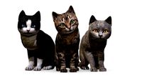 Kitten pack