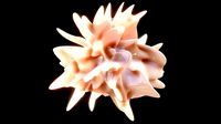 Dendritic Cells