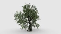 Live Oak Tree-S1