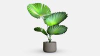 Fan Palm B01
