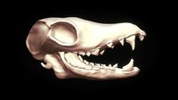Animal Skull