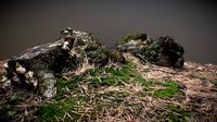 Tree Stump 003: Photogrammetry