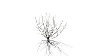 Realistic HD Rosemary willow (16/99)