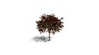 Realistic HD Bottlebrush rigidus (9/20)