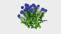 Hydrangea Plant