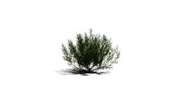 Realistic HD Rosemary willow (7/99)