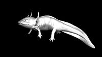 Axolote