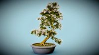 Bonsai 3