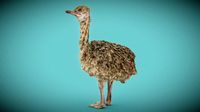 Ostrich Baby