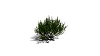 Realistic HD Rosemary willow (28/99)