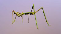 Stick Insect