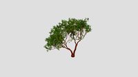 Arbutus 'Marina' tree 38 AM210 Archmodel