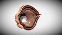 Fetal eye cross section week sixteen