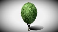 Boxwood Tree Version 3