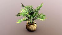 Areca Palm