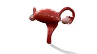 Uterus Model