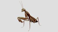 Praying Mantis Sculpt