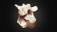 Woolly Rhino 4th Cervical Vertebra