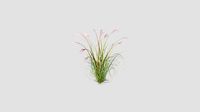 Miscanthus sinensis