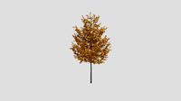 Tilia 24 AM258 Archmodel